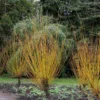 Salix Alba Var. Vitellina 'Britzensis'