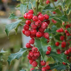 Ilex Aquifolium 'Alaska'