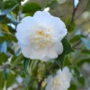 Camellia 'Snow Flurry'