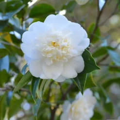 Camellia 'Snow Flurry'