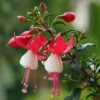 Fuchsia 'Snowcap'