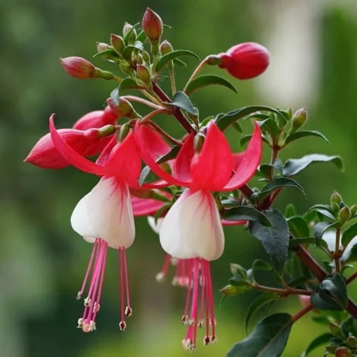 Fuchsia 'Snowcap' 1 Fuchsia 'Snowcap' -Deals Green4Ever Store pl2000047876