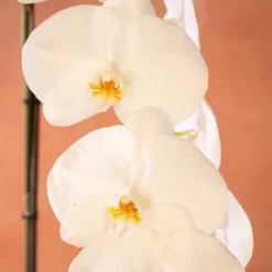 Phalaenopsis 'Formidablo Yosemite Falls' -Deals Green4Ever Store pl2000047965 card2 lg