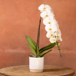 Phalaenopsis 'Formidablo Niagra Falls' -Deals Green4Ever Store pl2000047966 card2 lg