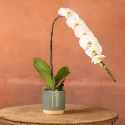 Phalaenopsis 'Formidablo Niagra Falls' -Deals Green4Ever Store pl2000047966 card3 lg