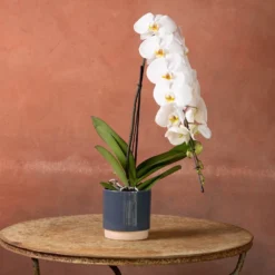 Phalaenopsis 'Formidablo Niagra Falls' -Deals Green4Ever Store pl2000047966 card4 lg