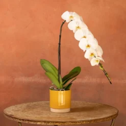 Phalaenopsis 'Formidablo Niagra Falls' -Deals Green4Ever Store pl2000047966 card5 lg