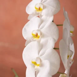 Phalaenopsis 'Formidablo Niagra Falls' -Deals Green4Ever Store pl2000047966 card6 lg