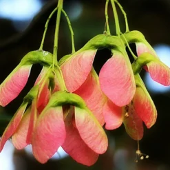 Acer Tataricum Hot Wings ('GarAnn')