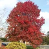 Liquidambar Styraciflua 'Thea'