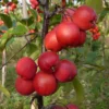 Malus × Purpurea 'Neville Copeman'