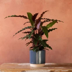 Goeppertia Rufibarba -Deals Green4Ever Store pl2000048185 card4 lg