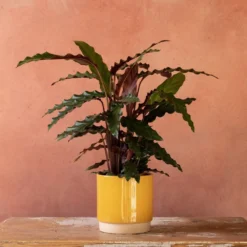 Goeppertia Rufibarba -Deals Green4Ever Store pl2000048185 card5 lg