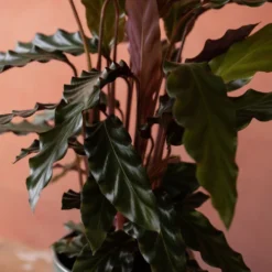 Goeppertia Rufibarba -Deals Green4Ever Store pl2000048185 card6 lg