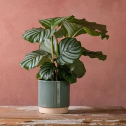 Goeppertia Orbifolia -Deals Green4Ever Store pl2000048186 card3 lg