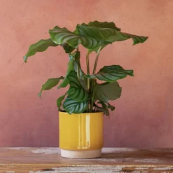 Goeppertia Orbifolia -Deals Green4Ever Store pl2000048186 card5 lg