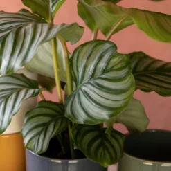 Goeppertia Orbifolia -Deals Green4Ever Store pl2000048186 card6 lg