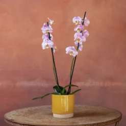 Phalaenopsis 'Pink Clouds' -Deals Green4Ever Store pl2000048226 card5 lg