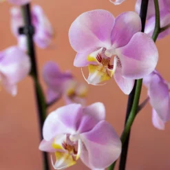 Phalaenopsis 'Pink Clouds' -Deals Green4Ever Store pl2000048226 card6 lg