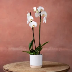 Phalaenopsis 'Inverness' -Deals Green4Ever Store pl2000048227 card2 lg