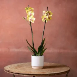 Phalaenopsis 'Modena' -Deals Green4Ever Store pl2000048228 card2 lg