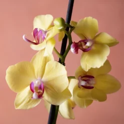 Phalaenopsis 'Modena' -Deals Green4Ever Store pl2000048228 card6 lg