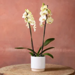 Phalaenopsis 'Volterra' -Deals Green4Ever Store pl2000048229 card2 lg