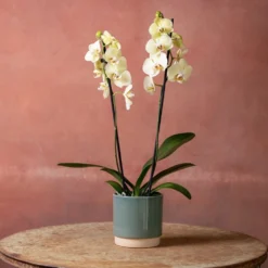 Phalaenopsis 'Volterra' -Deals Green4Ever Store pl2000048229 card3 lg