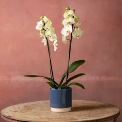 Phalaenopsis 'Volterra' -Deals Green4Ever Store pl2000048229 card4 lg