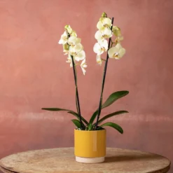 Phalaenopsis 'Volterra' -Deals Green4Ever Store pl2000048229 card5 lg