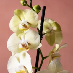Phalaenopsis 'Volterra' -Deals Green4Ever Store pl2000048229 card6 lg
