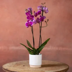 Phalaenopsis 'Durban' -Deals Green4Ever Store pl2000048231 card2 lg