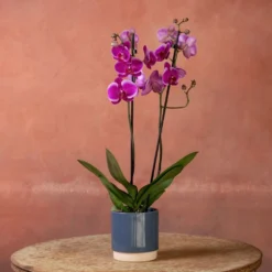 Phalaenopsis 'Durban' -Deals Green4Ever Store pl2000048231 card4 lg