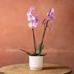 Phalaenopsis 'Pittsburgh' -Deals Green4Ever Store pl2000048232 card2 lg