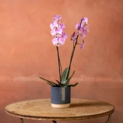 Phalaenopsis 'Pittsburgh' -Deals Green4Ever Store pl2000048232 card4 lg