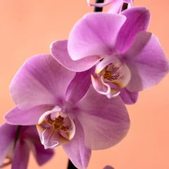 Phalaenopsis 'Pittsburgh' -Deals Green4Ever Store pl2000048232 card5 lg