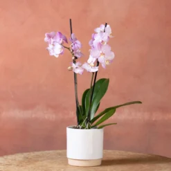 Phalaenopsis 'Milwaukee' -Deals Green4Ever Store pl2000048233 card2 lg