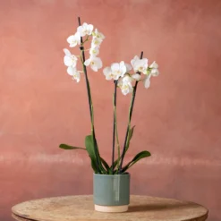 Phalaenopsis 'Folkestone' -Deals Green4Ever Store pl2000048234 card3 lg