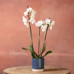 Phalaenopsis 'Folkestone' -Deals Green4Ever Store pl2000048234 card4 lg