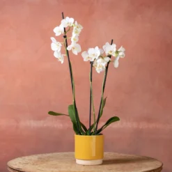 Phalaenopsis 'Folkestone' -Deals Green4Ever Store pl2000048234 card5 lg