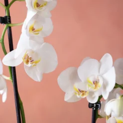 Phalaenopsis 'Folkestone' -Deals Green4Ever Store pl2000048234 card6 lg