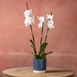 Phalaenopsis 'Dover' -Deals Green4Ever Store pl2000048235 card4 lg