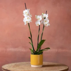 Phalaenopsis 'Dover' -Deals Green4Ever Store pl2000048235 card5 lg