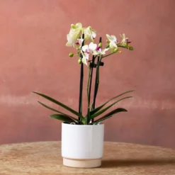 Phalaenopsis 'Flaming Burrito' -Deals Green4Ever Store pl2000048236 card2 lg