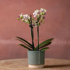 Phalaenopsis 'Flaming Burrito' -Deals Green4Ever Store pl2000048236 card3 lg