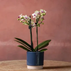 Phalaenopsis 'Flaming Burrito' -Deals Green4Ever Store pl2000048236 card4 lg