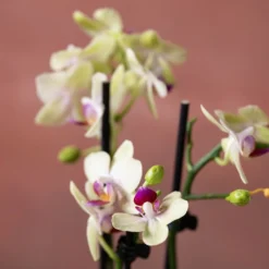 Phalaenopsis 'Flaming Burrito' -Deals Green4Ever Store pl2000048236 card6 lg