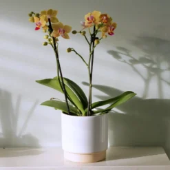 Phalaenopsis 'El Paso' -Deals Green4Ever Store pl2000048237 card2 lg