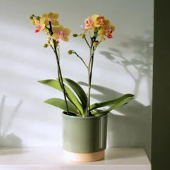 Phalaenopsis 'El Paso' -Deals Green4Ever Store pl2000048237 card3 lg