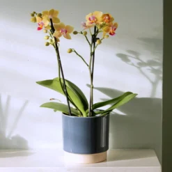 Phalaenopsis 'El Paso' -Deals Green4Ever Store pl2000048237 card4 lg